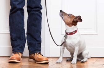 How To Be A Considerate House Guest With Pets