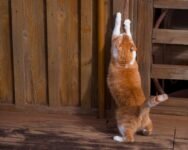 Why Does Your Cat Scratch the Walls? 6 Reasons & Solutions